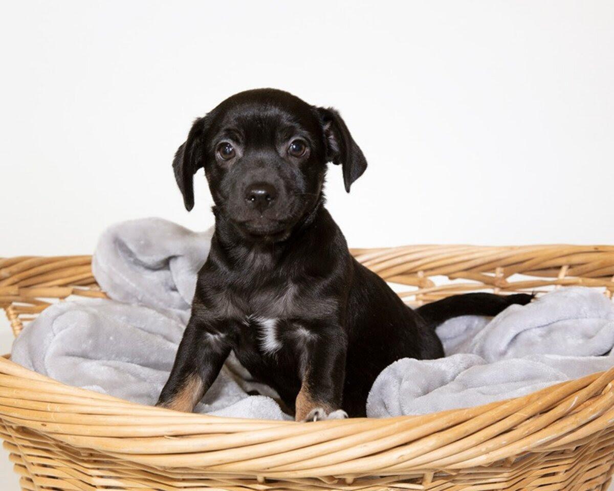 Orion, Adoptable, Puppy Male Chihuahua & Mixed Breed.