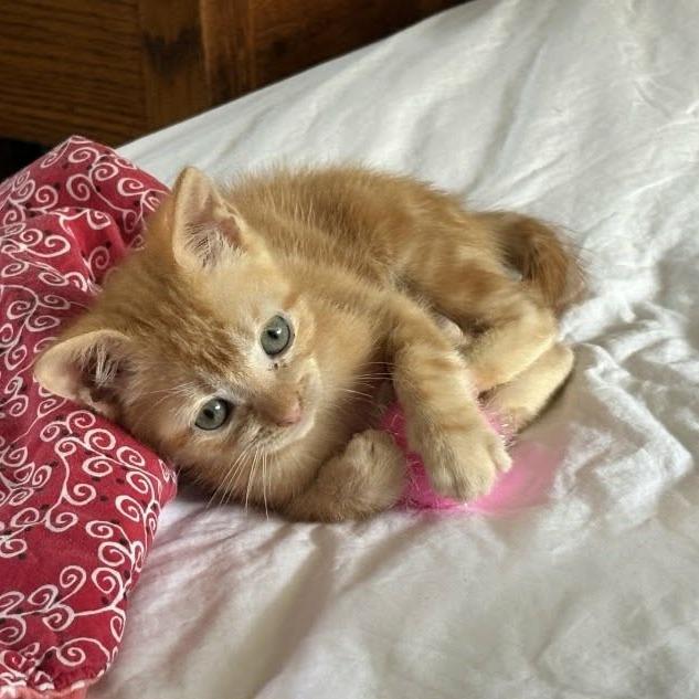 Ginko, Adoptable, Kitten Male Domestic Short Hair.