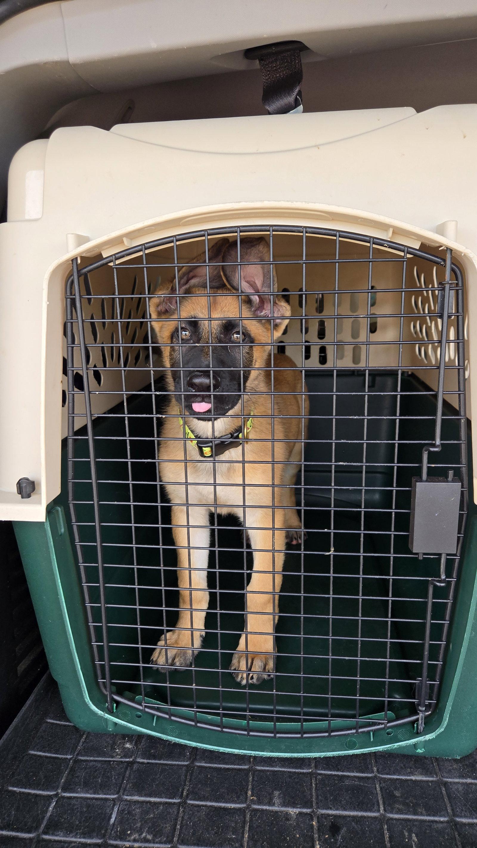 Enlarge Yardley 7307, a Adoptable German Shepherd Dog in Centreville, VA image 2/3