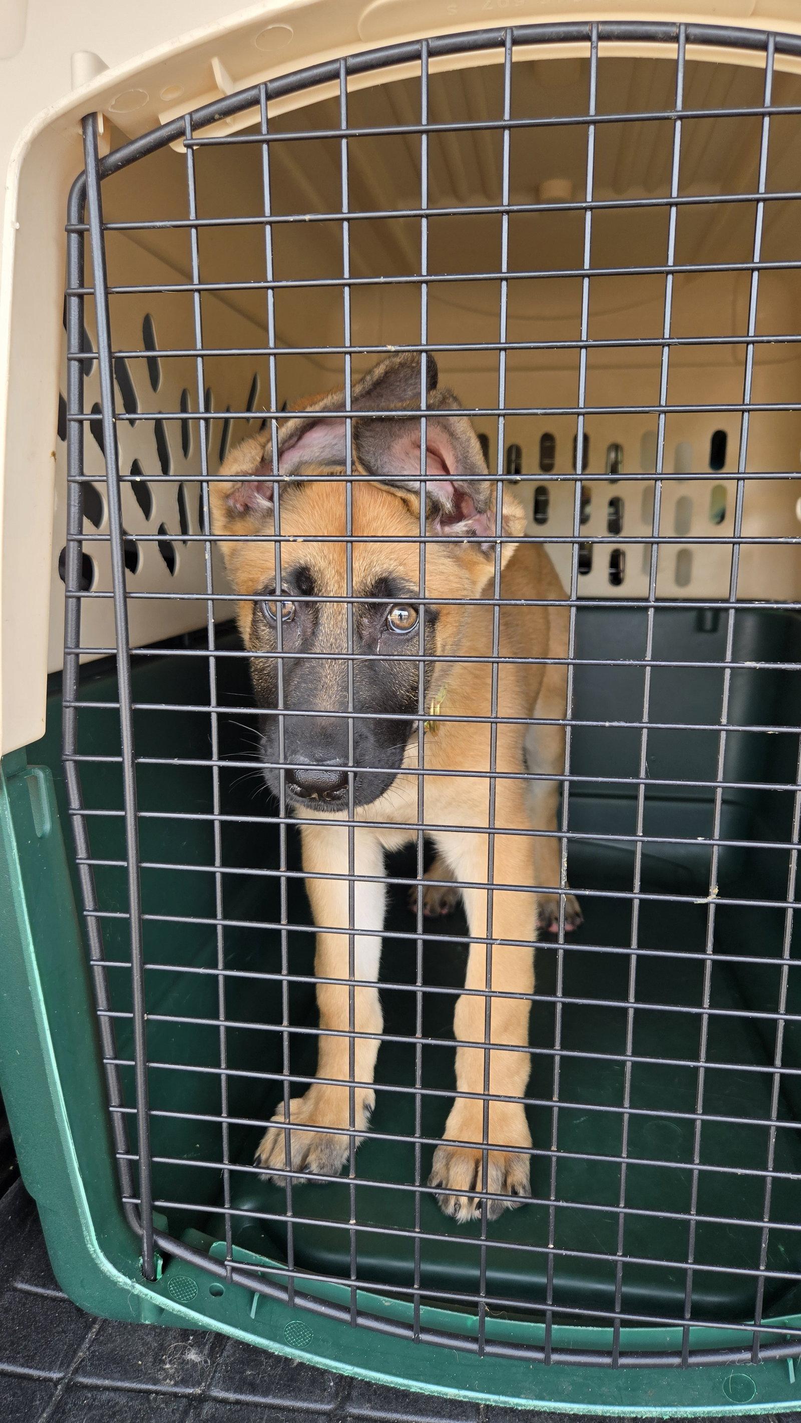 Enlarge Yardley 7307, a Adoptable German Shepherd Dog in Centreville, VA image 3/3