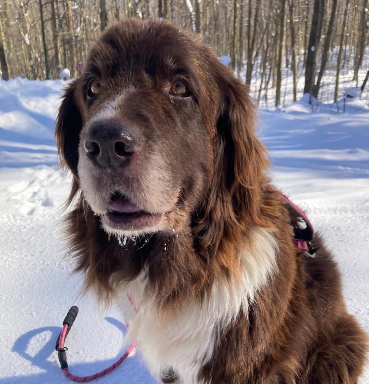 Enlarge Pearl, a Adoptable Newfoundland Dog in Gales Ferry, CT image 1/6