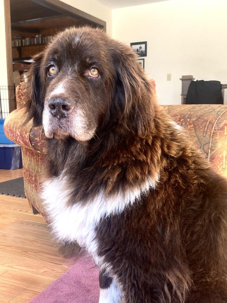 Enlarge Pearl, a Adoptable Newfoundland Dog in Gales Ferry, CT image 2/6