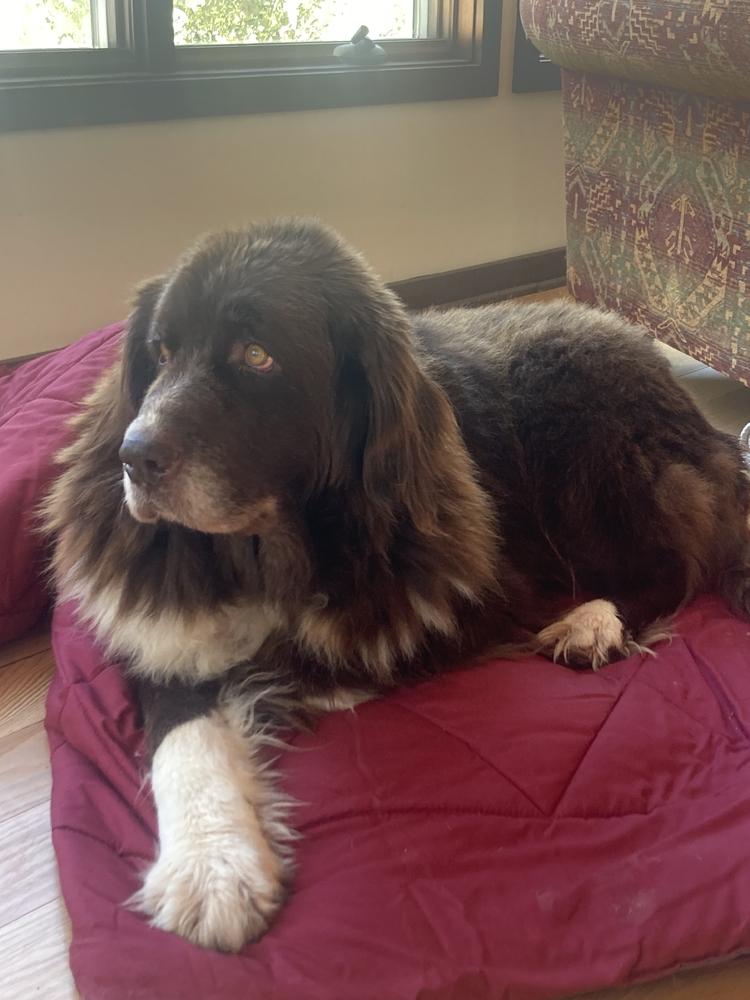 Enlarge Pearl, a Adoptable Newfoundland Dog in Gales Ferry, CT image 4/6