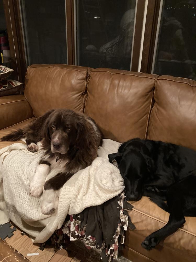 Enlarge Pearl, a Adoptable Newfoundland Dog in Gales Ferry, CT image 5/6