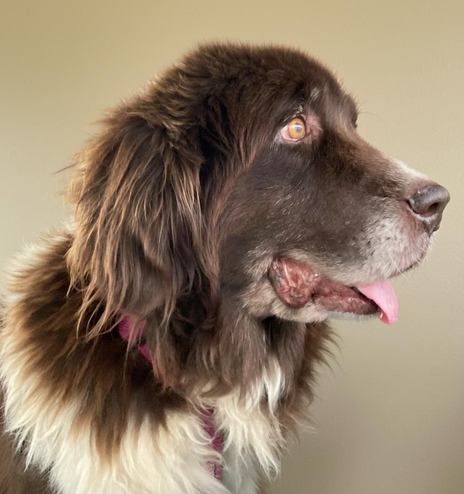 Enlarge Pearl, a Adoptable Newfoundland Dog in Gales Ferry, CT image 6/6