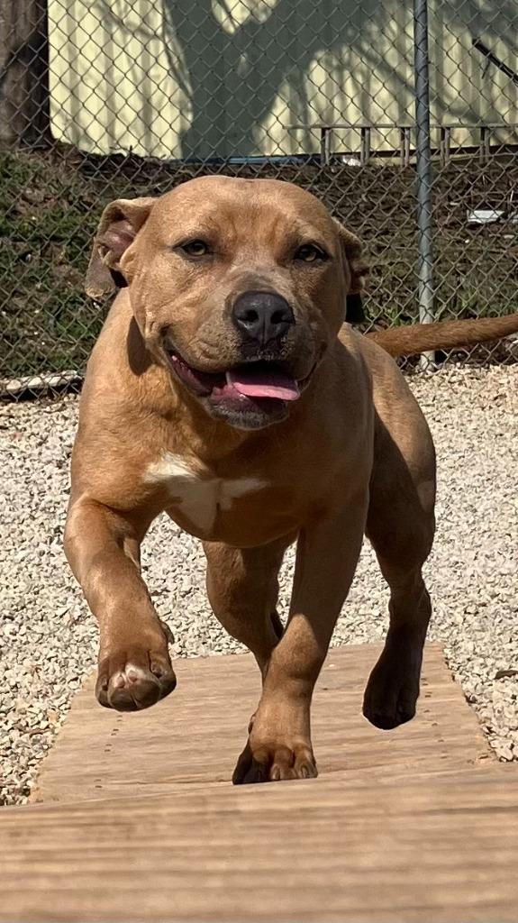 Enlarge Tooty, a Adoptable Pit Bull Terrier in Batesville, AR image 1/1