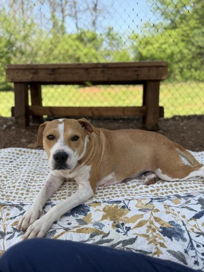 Enlarge Britney, a Adoptable mixed breed in Cumming, GA image 1/3