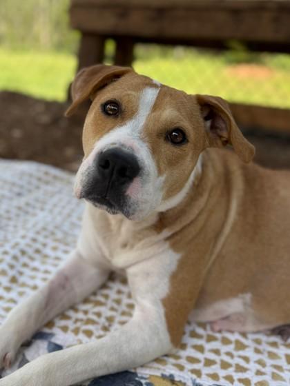 Enlarge Britney, a Adoptable mixed breed in Cumming, GA image 2/3