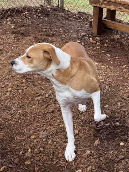 Enlarge Britney, a Adoptable mixed breed in Cumming, GA image 3/3