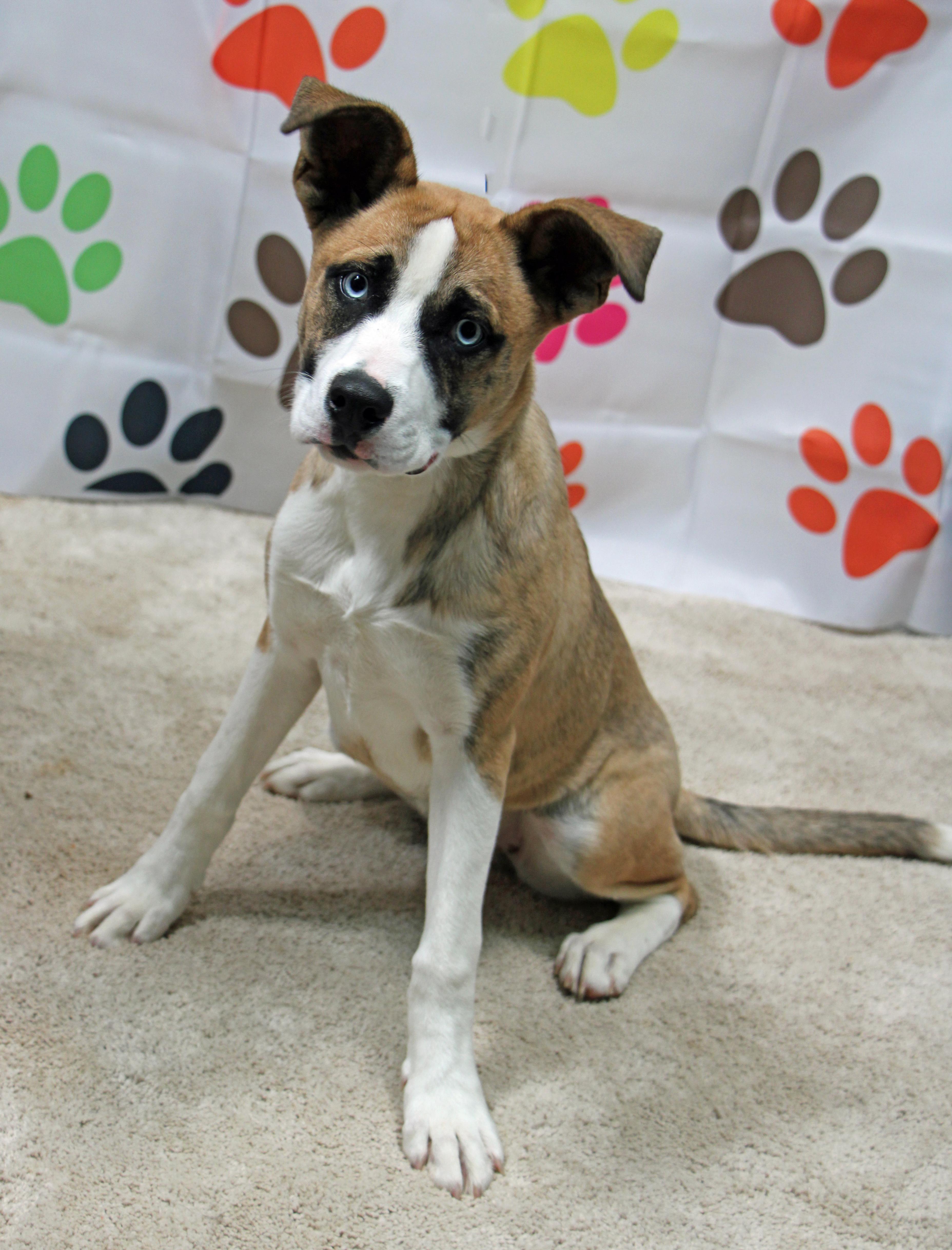 Bean Dip, ADOPTABLE, Young Female Siberian Husky & Boxer.