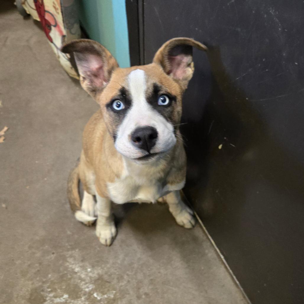 Enlarge Bean Dip, a ADOPTABLE mixed breed in Graham, TX image 4/4