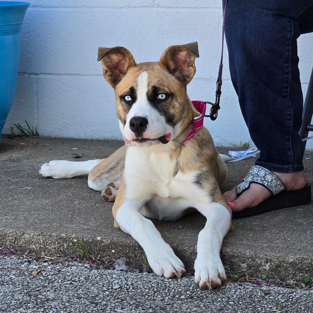 Enlarge Bean Dip, a ADOPTABLE mixed breed in Graham, TX image 2/4