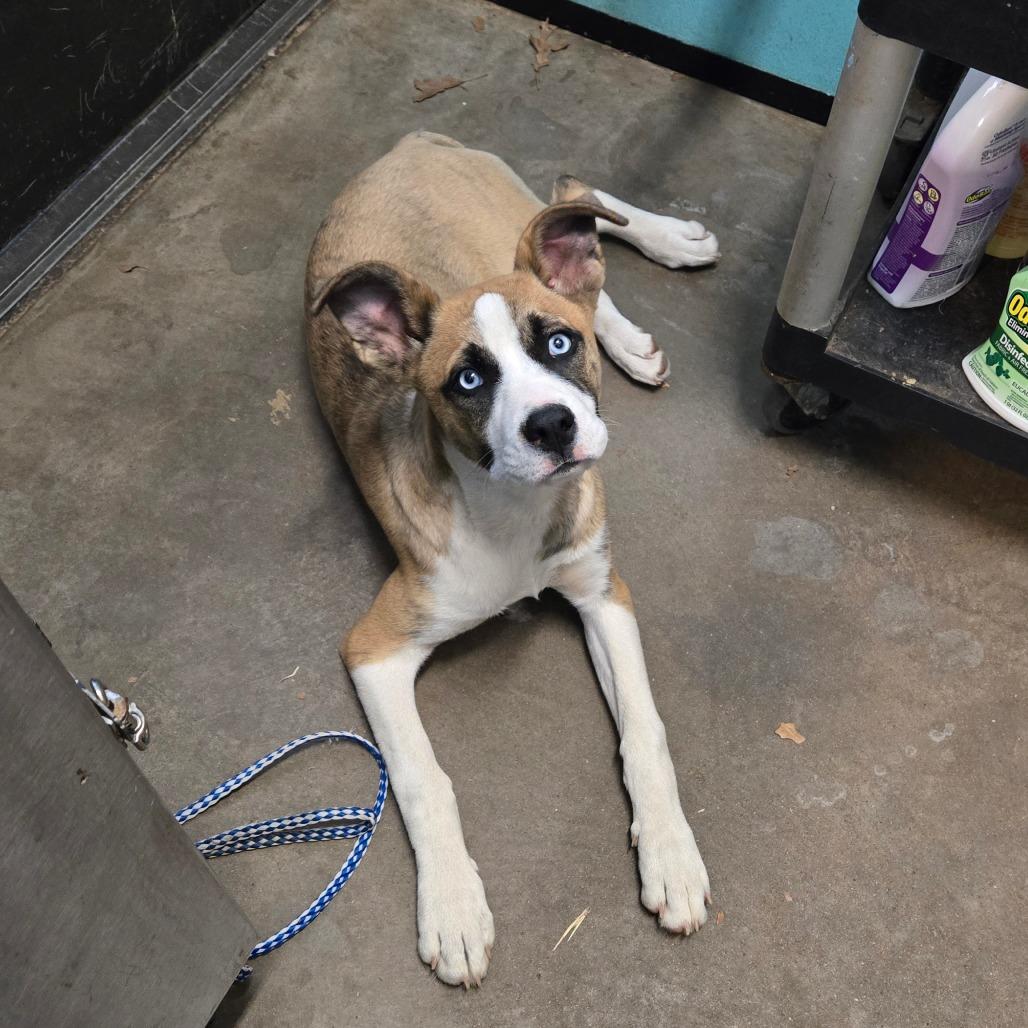 Enlarge Bean Dip, a ADOPTABLE mixed breed in Graham, TX image 3/4