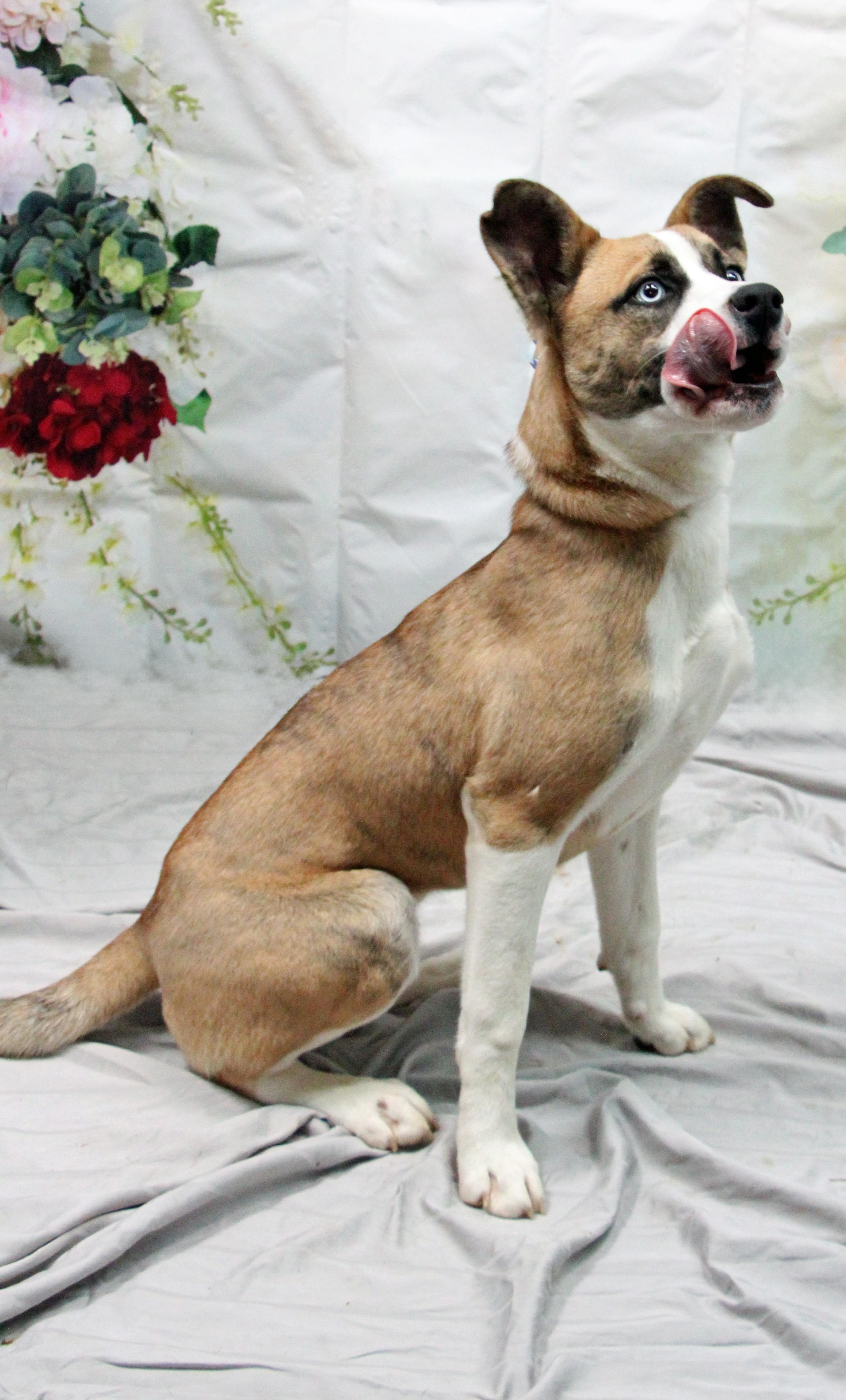 Enlarge Bean Dip, a ADOPTABLE mixed breed in Graham, TX image 1/5