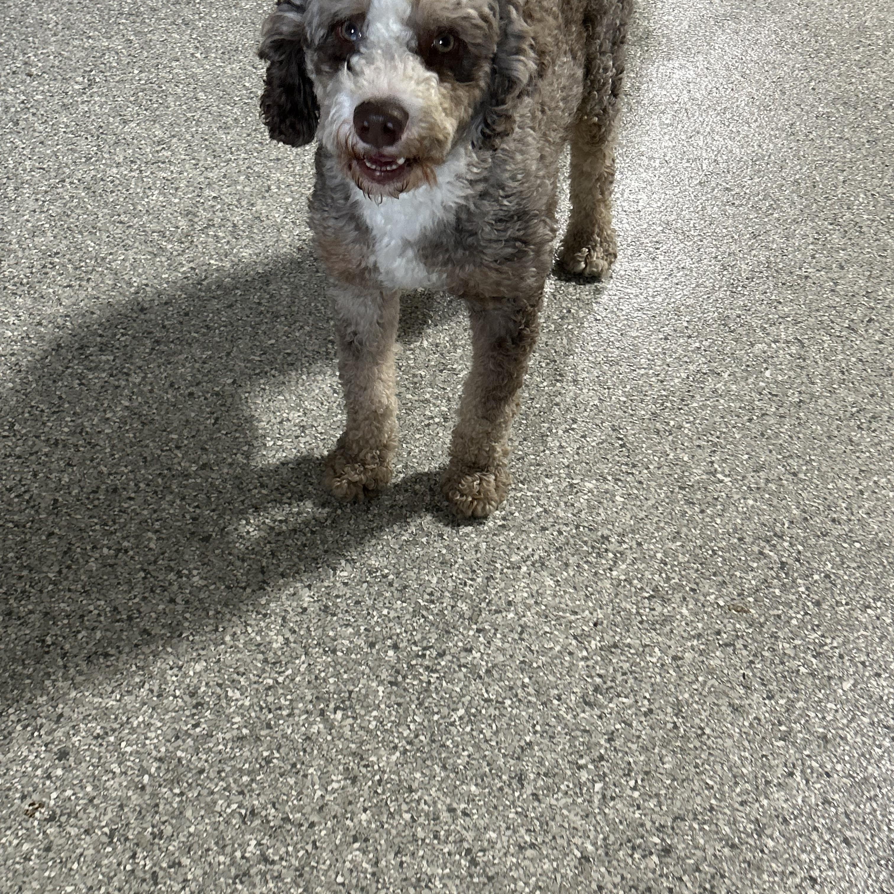Enlarge Kane, a Adoptable Bernadoodle in Maumee , OH image 1/5