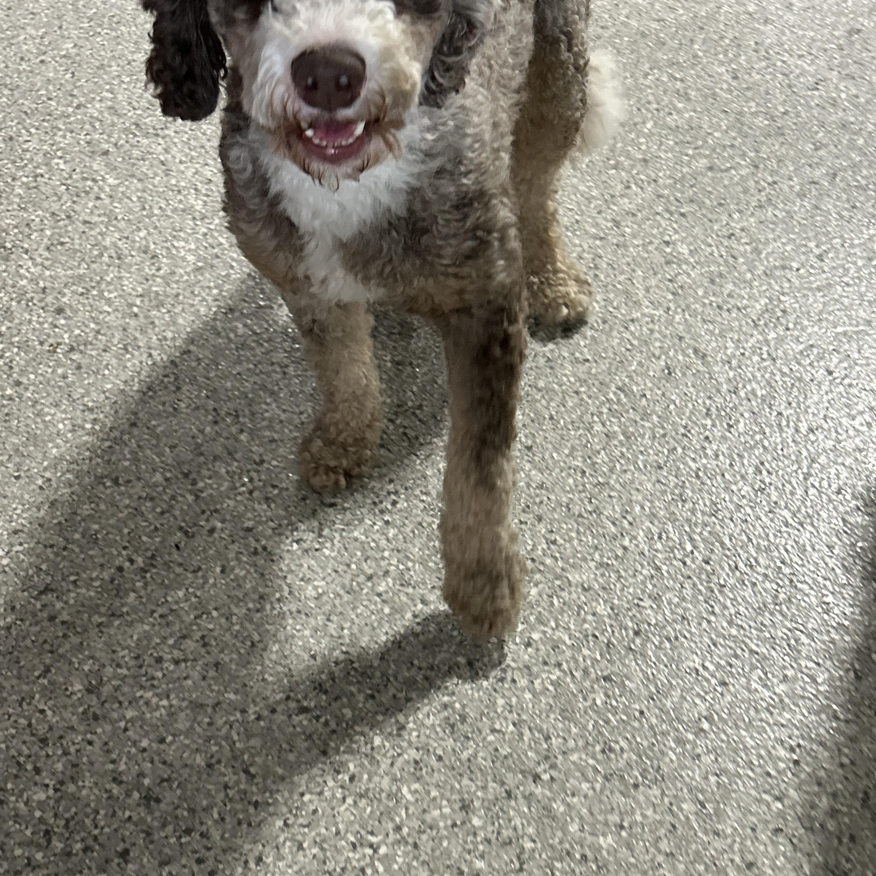 Enlarge Kane, a Adoptable Bernadoodle in Maumee , OH image 3/5