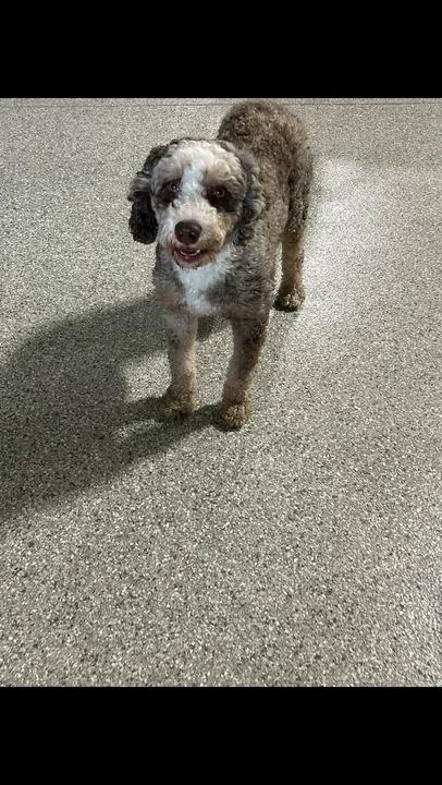 Enlarge Kane, a Adoptable Bernadoodle in Maumee , OH video 5/5