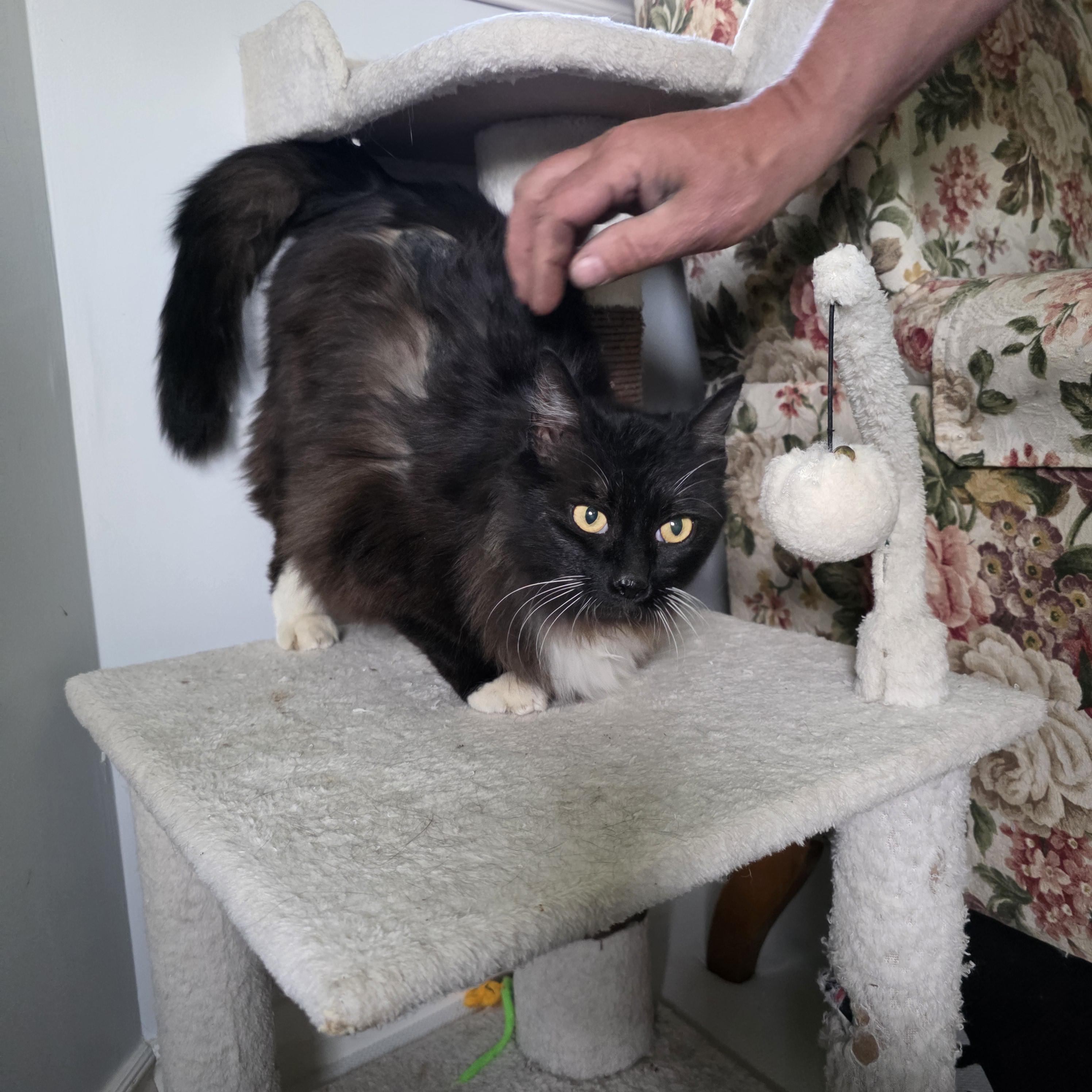 Sylvie, Adoptable, Adult Female Domestic Medium Hair.