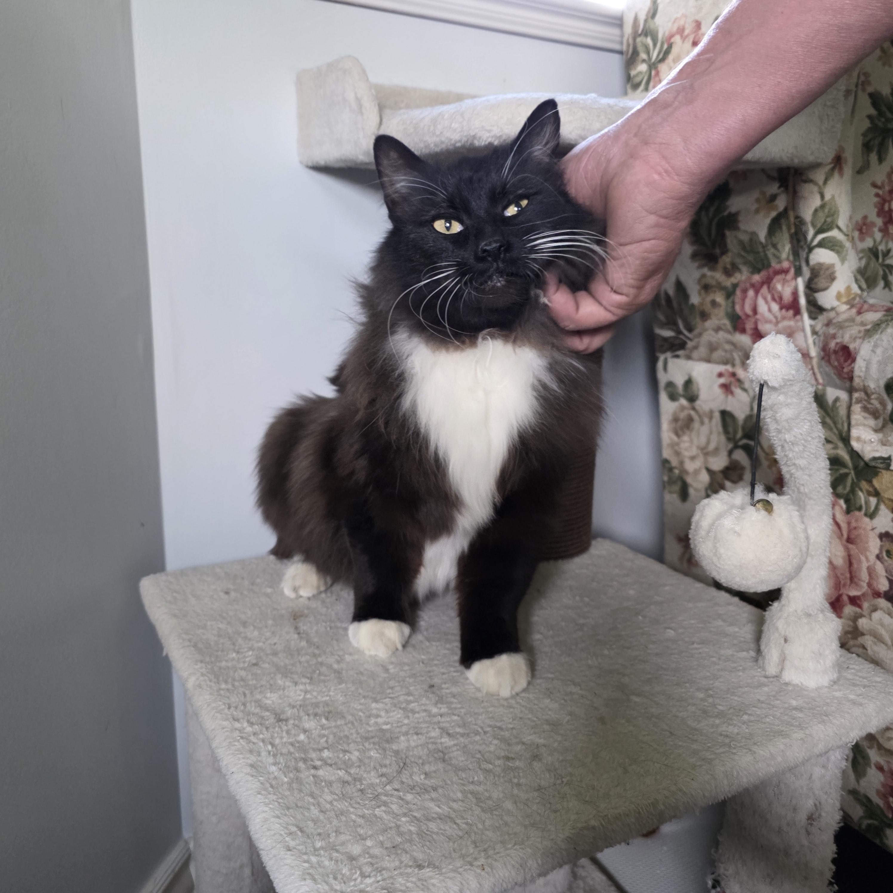 Enlarge Sylvie, a Adoptable mixed breed in Kamloops, BC image 2/6