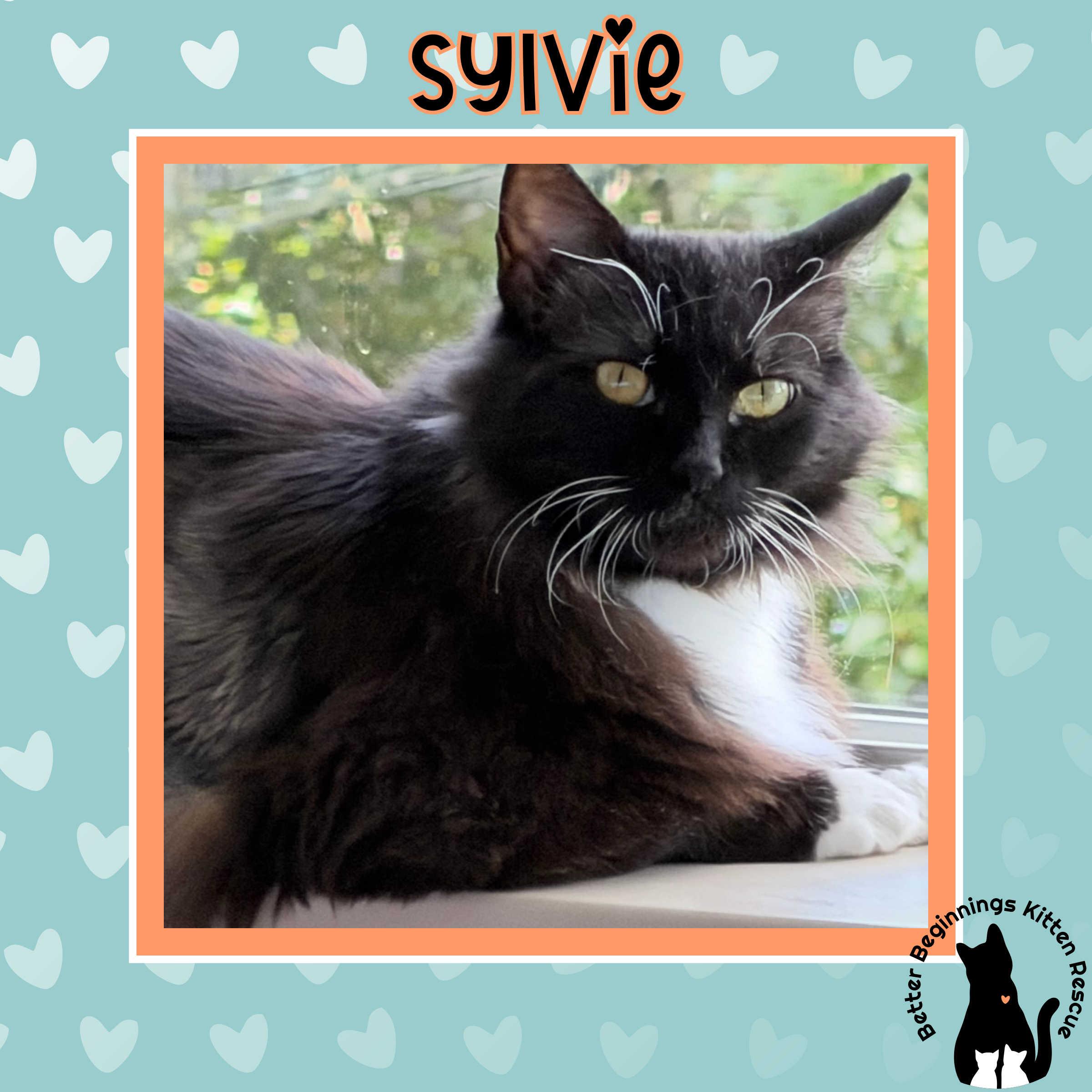 Enlarge Sylvie, a Adoptable mixed breed in Kamloops, BC image 4/6