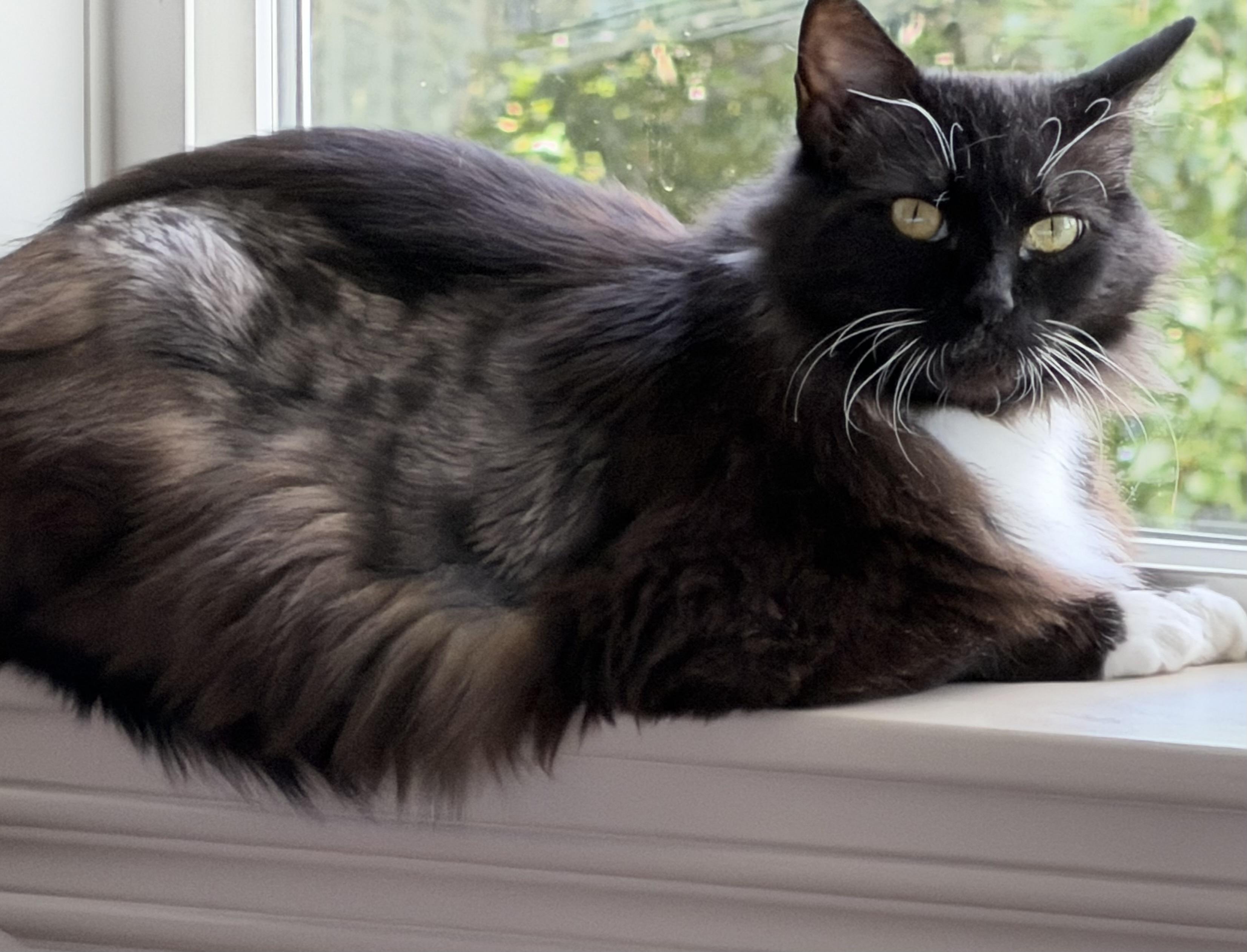 Enlarge Sylvie, a Adoptable mixed breed in Kamloops, BC image 6/6