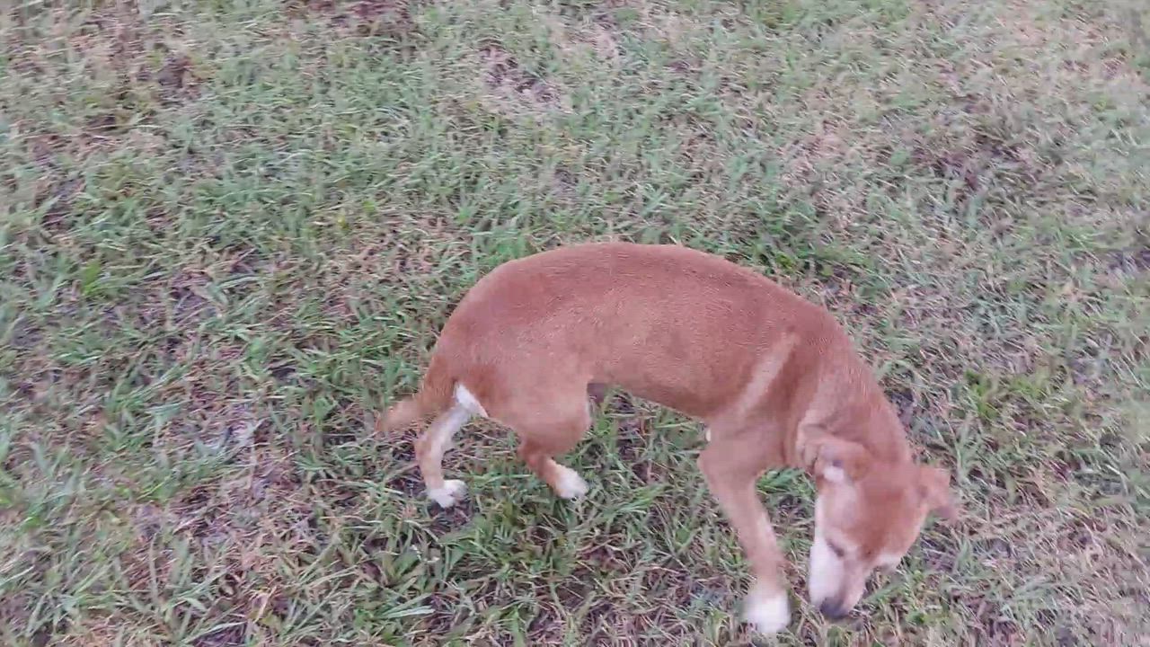 Enlarge Sparkle, a Adopted mixed breed in Orange Park, FL video 6/11