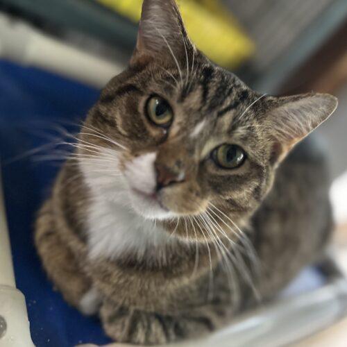 Pusskins, Adoptable, Adult Male Domestic Short Hair.