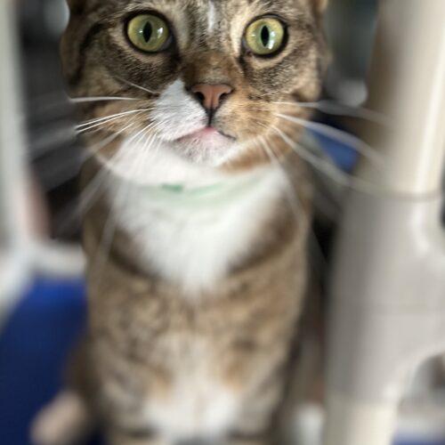 Pusskins, a Adoptable Domestic Short Hair in Tipp City, OH image 3/5