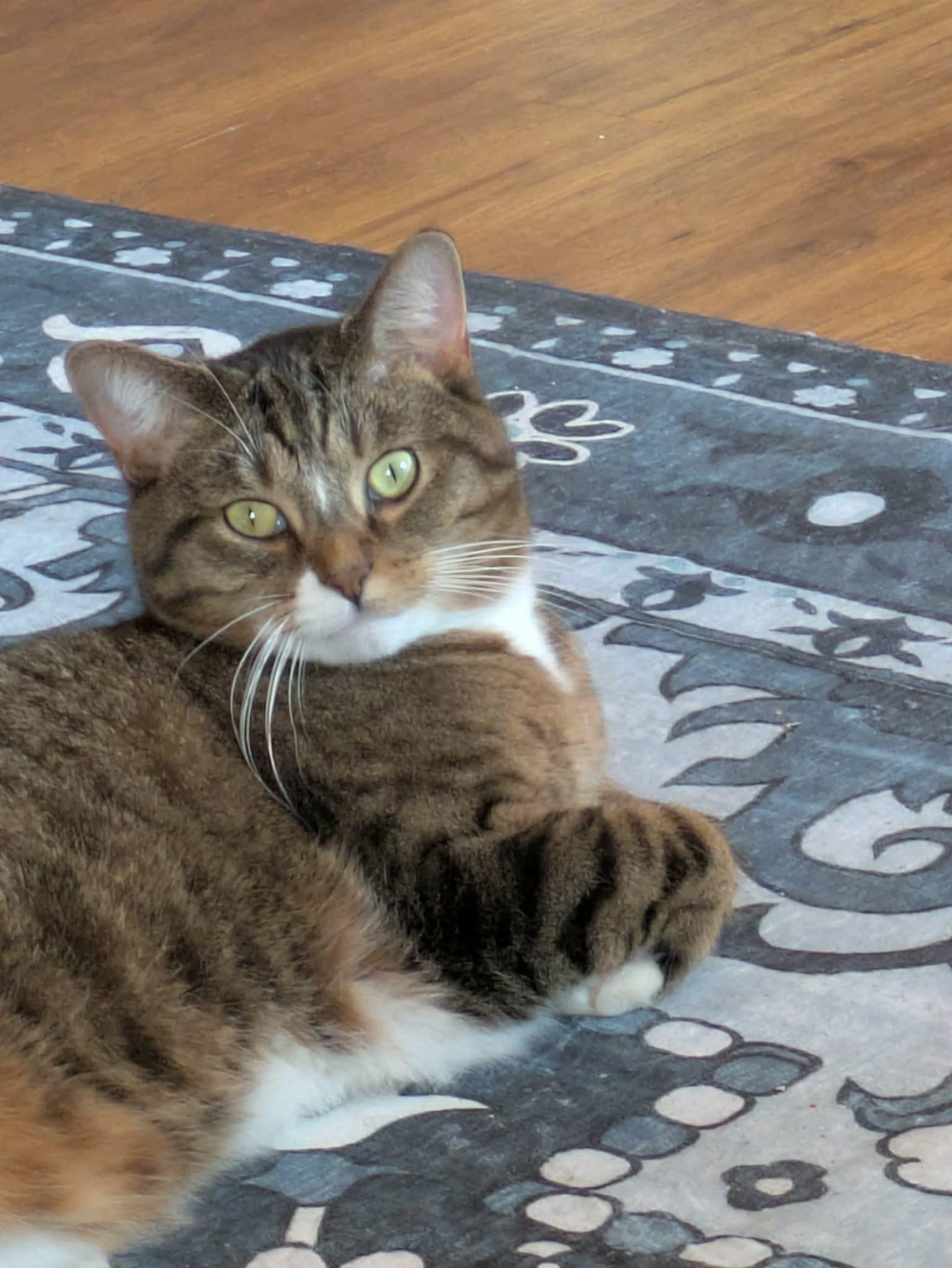 Pusskins, a Adoptable Domestic Short Hair in Tipp City, OH image 1/6