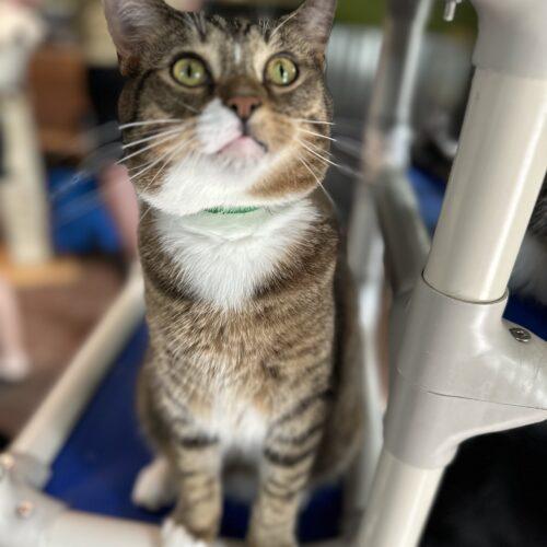 Pusskins, a Adoptable Domestic Short Hair in Tipp City, OH image 2/5