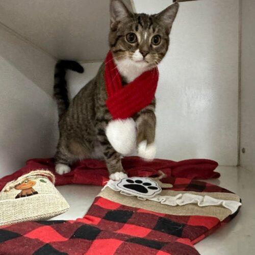 Pusskins, a Adoptable Domestic Short Hair in Tipp City, OH image 4/5