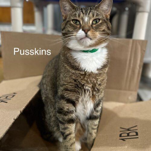Pusskins, a Adoptable Domestic Short Hair in Tipp City, OH image 5/5