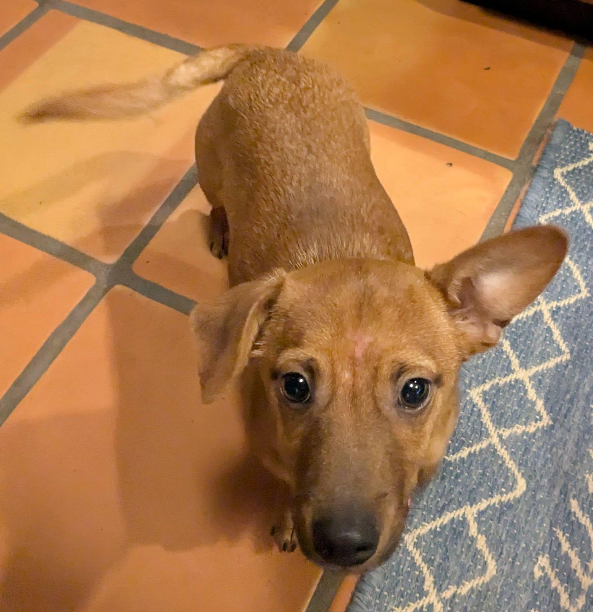 Enlarge Shiloh, a ADOPTABLE mixed breed in Clatskanie, OR image 6/6