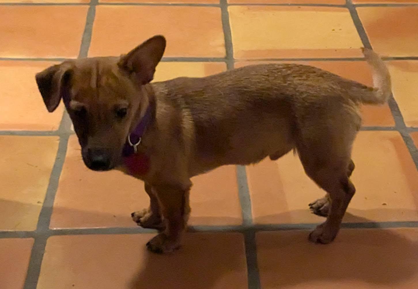 Enlarge Shiloh, a ADOPTABLE mixed breed in Clatskanie, OR image 4/6