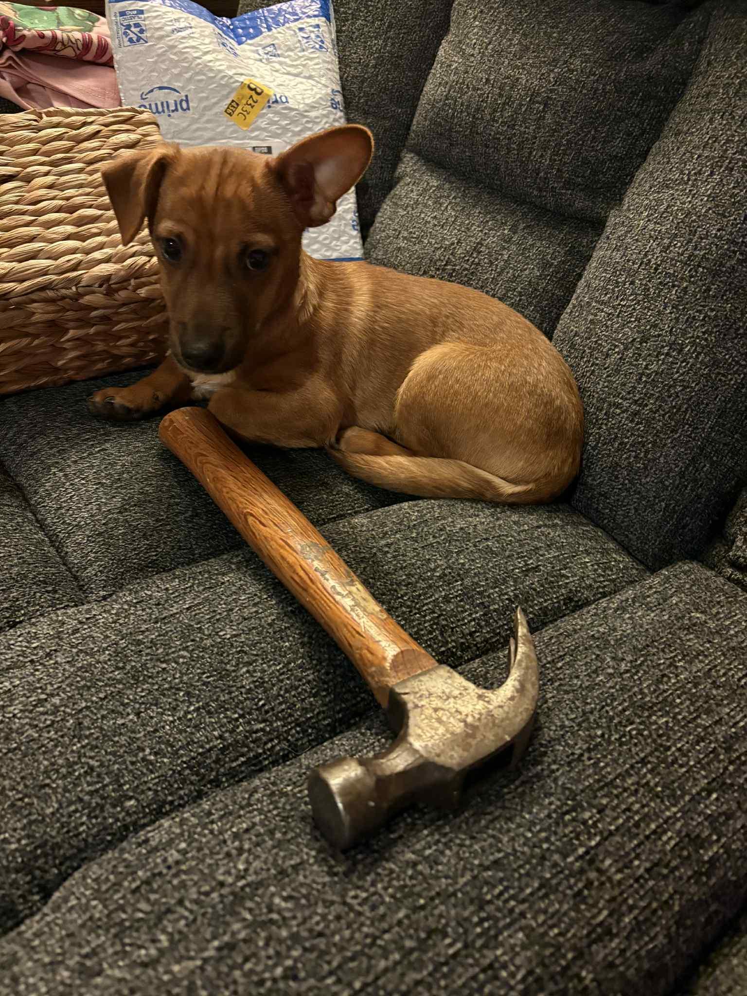 Enlarge Shiloh, a ADOPTABLE mixed breed in Clatskanie, OR image 3/6