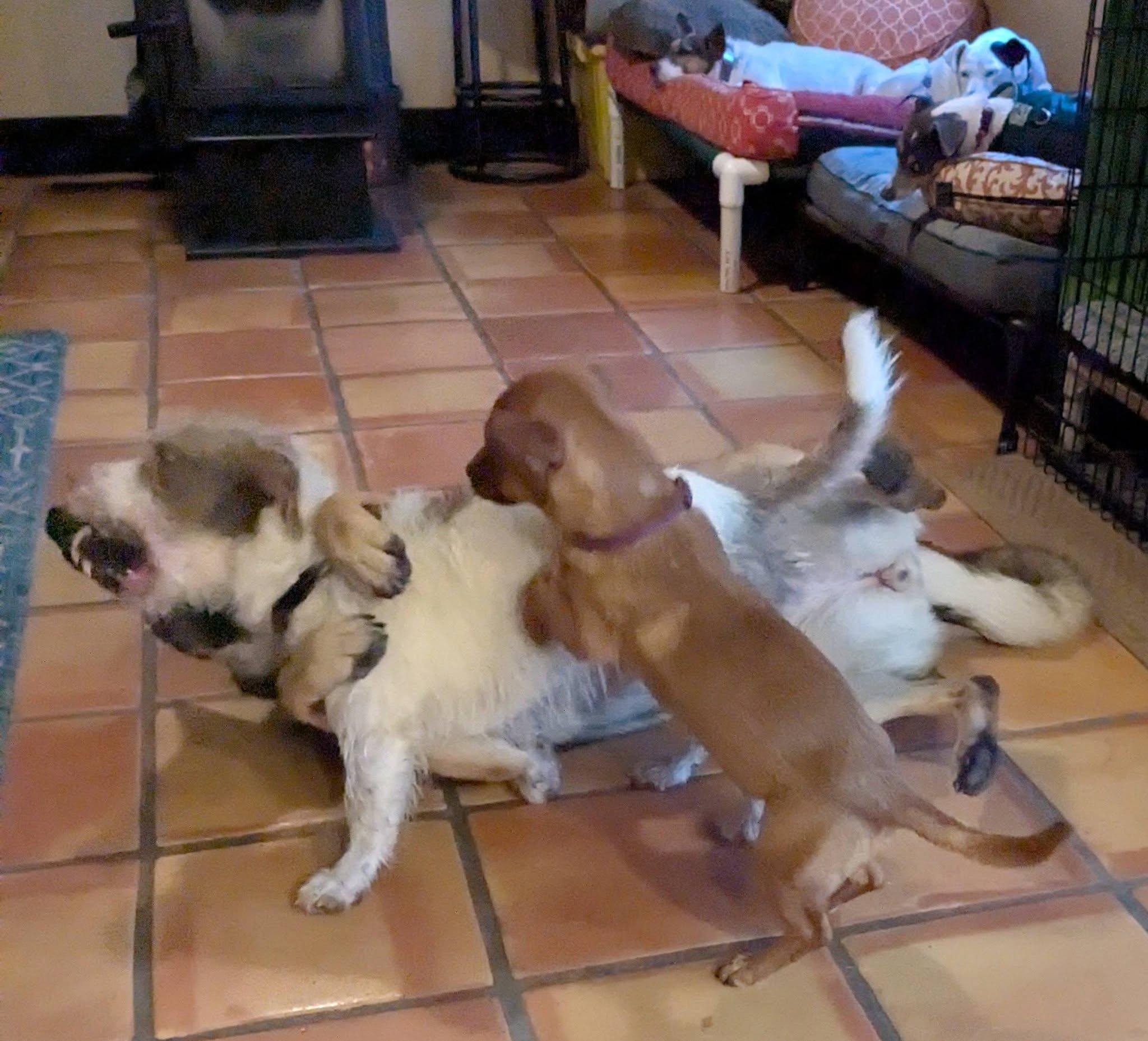 Enlarge Shiloh, a ADOPTABLE mixed breed in Clatskanie, OR image 5/6