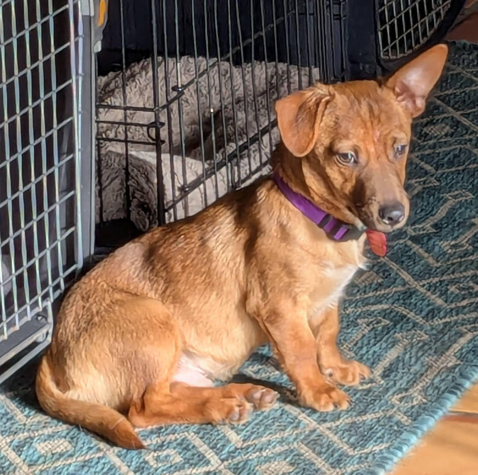 Enlarge Shiloh, a ADOPTABLE mixed breed in Clatskanie, OR image 2/6