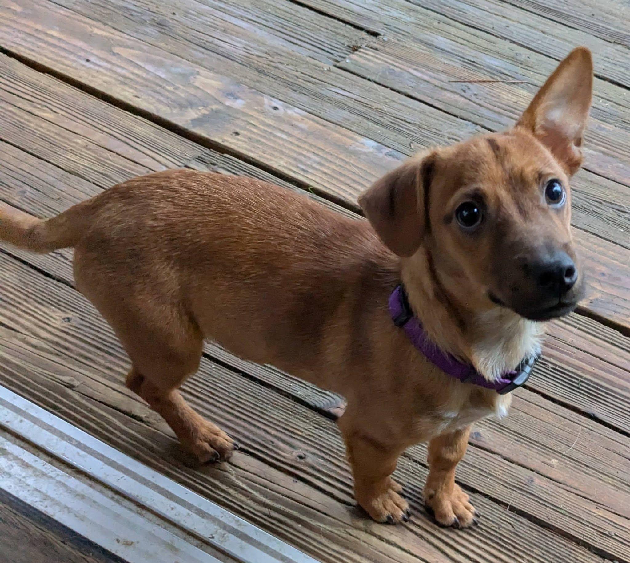 Enlarge Shiloh, a ADOPTABLE mixed breed in Clatskanie, OR image 1/6