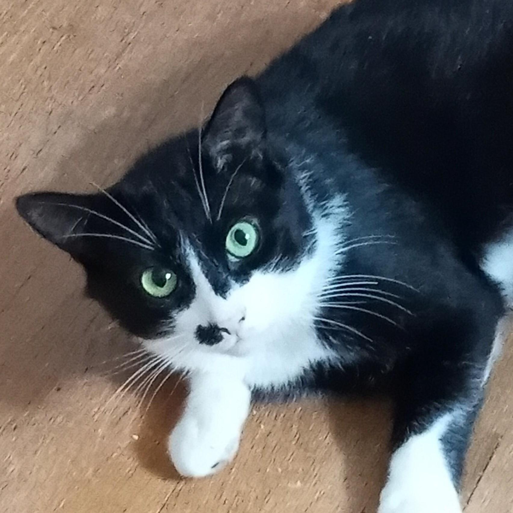 Solstice, Adoptable, Adult Male Domestic Short Hair.
