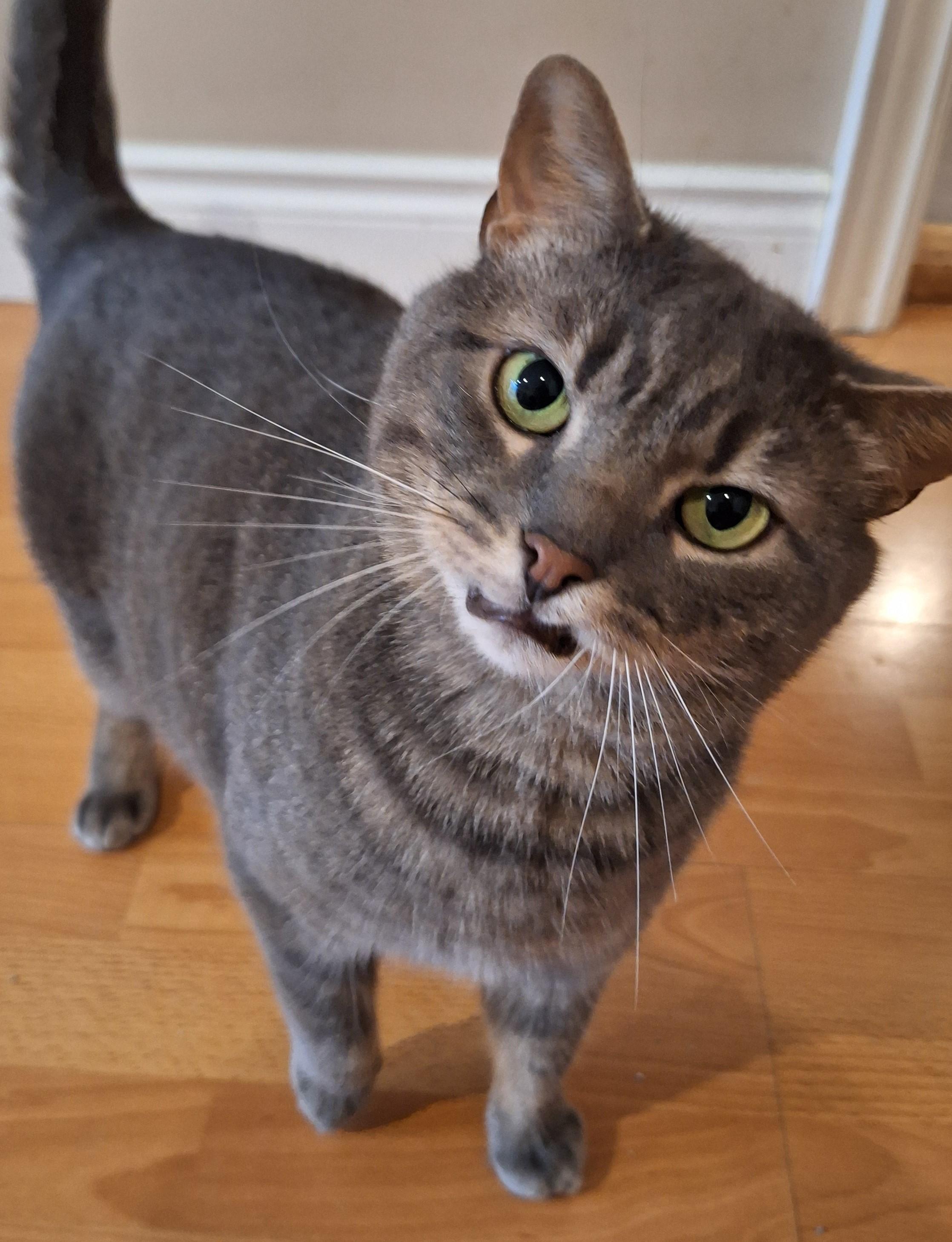 Enlarge Solstice, a Adoptable Domestic Short Hair in Mississauga, ON image 3/3