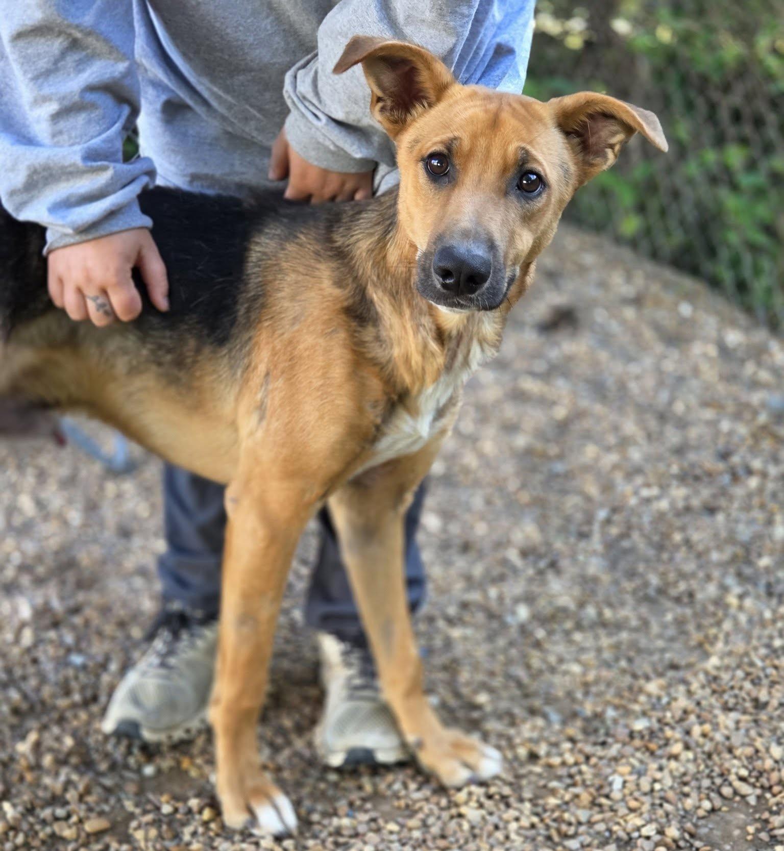 Enlarge Tanner, a Adopted mixed breed in Anniston, AL image 4/4