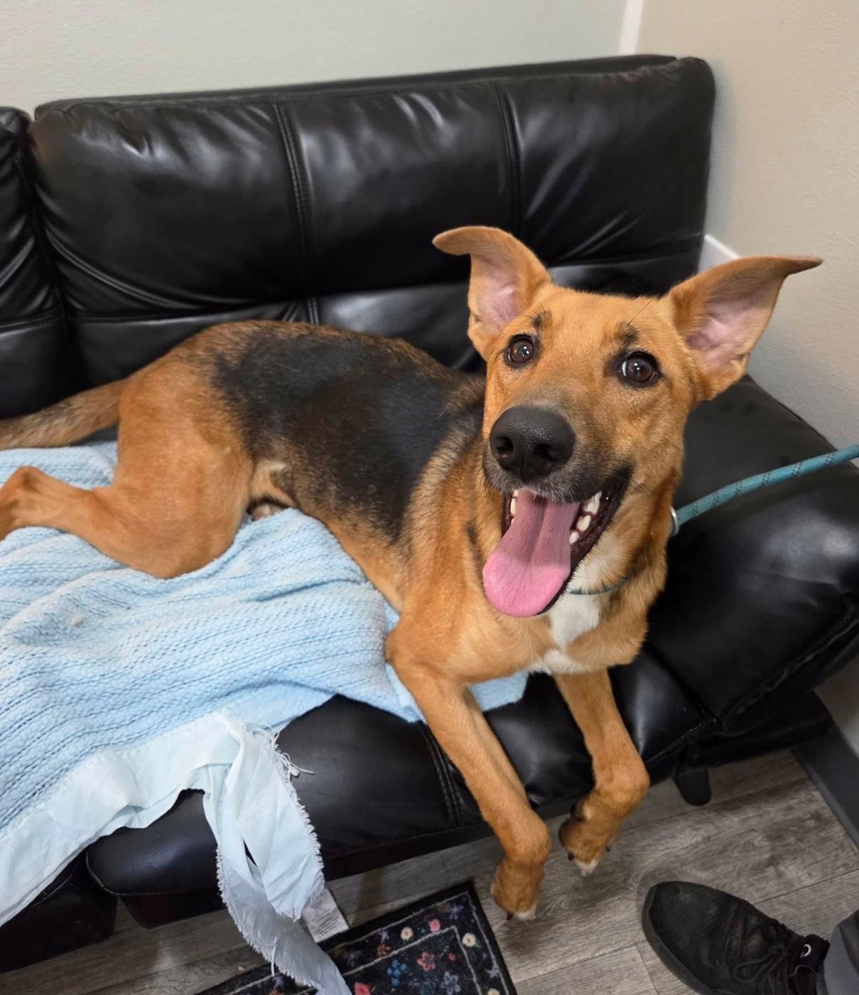 Enlarge Tanner, a Adopted mixed breed in Anniston, AL image 2/4