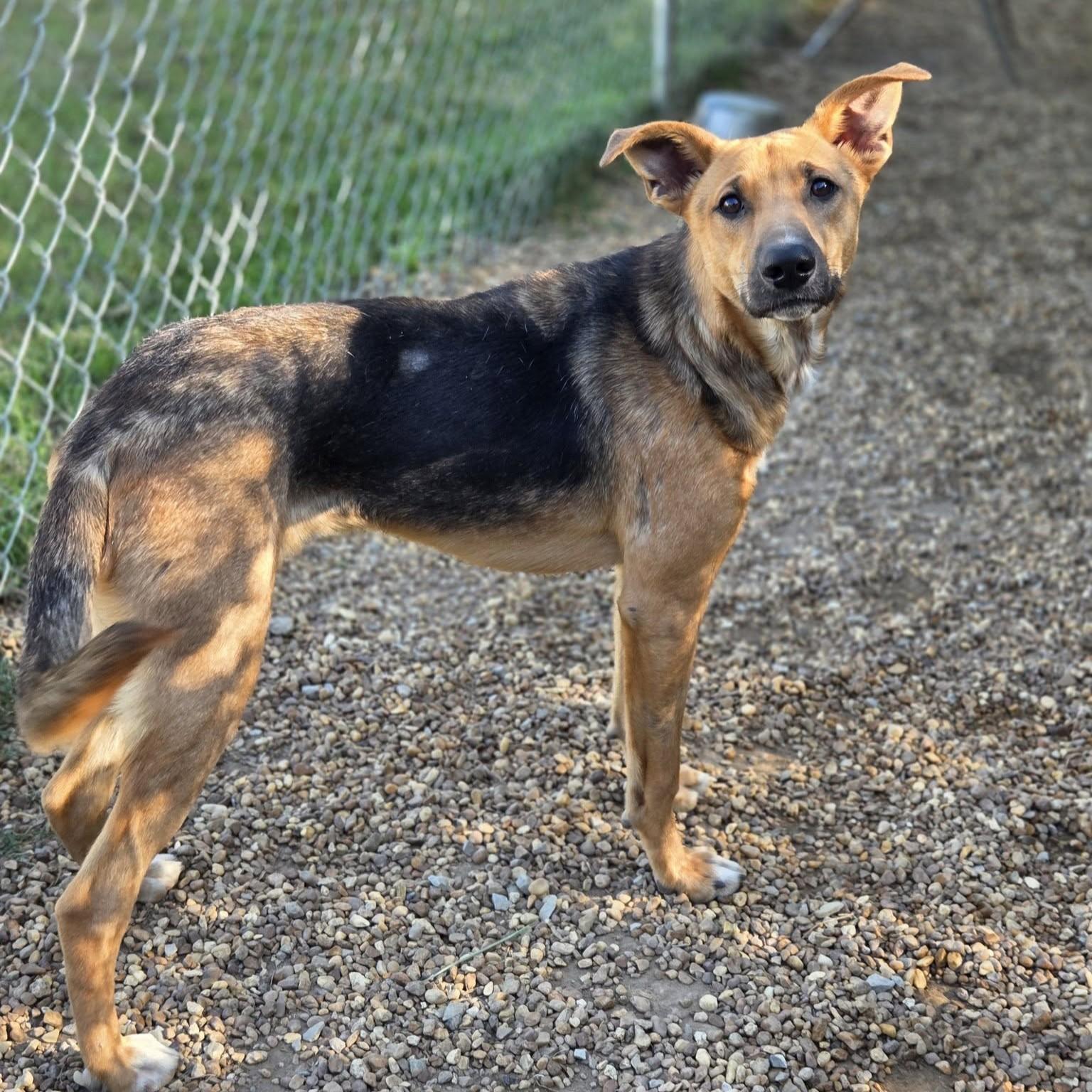 Enlarge Tanner, a Adopted mixed breed in Anniston, AL image 3/4