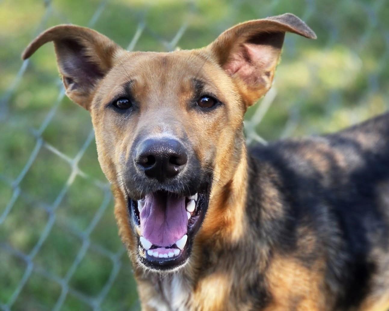 Enlarge Tanner, a Adopted mixed breed in Anniston, AL image 1/4