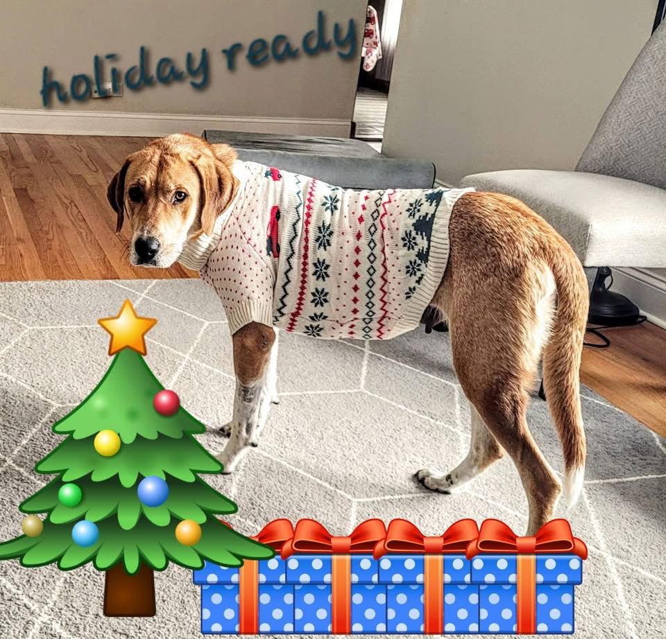 Maya Mom, Adoptable, Adult Female Labrador Retriever & Hound.