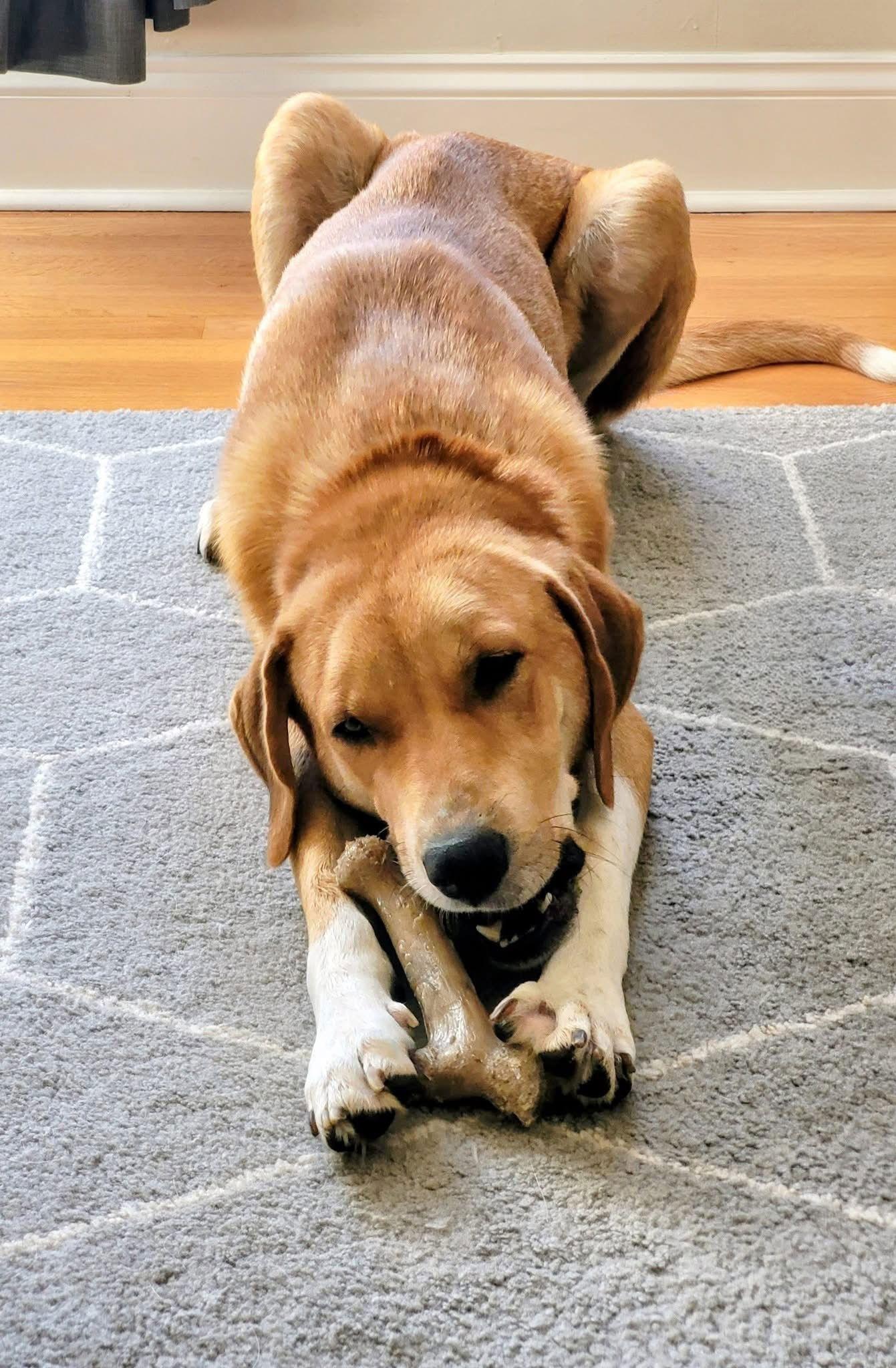 Maya Mom, a Adoptable mixed breed in Hillside, IL image 2/3