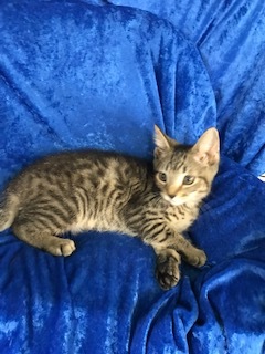 Khaki, a Adoptable Bengal in Gainesville, FL image 1/6