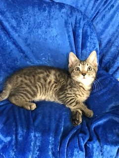 Khaki, a Adoptable Bengal in Gainesville, FL image 2/6