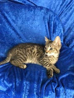 Khaki, a Adoptable Bengal in Gainesville, FL image 3/6