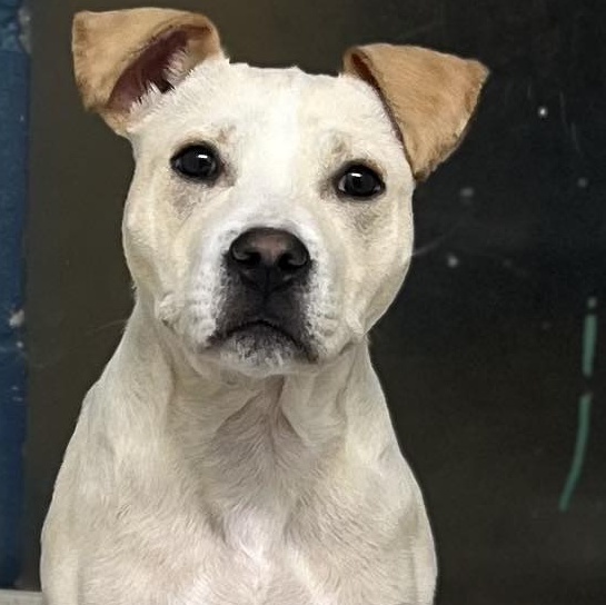 Dog for adoption Arthur, a Yellow Labrador Retriever Mix in